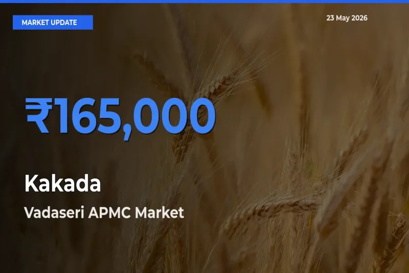Market Watch: Vadaseri APMC Becomes Top Mandi for Kakada