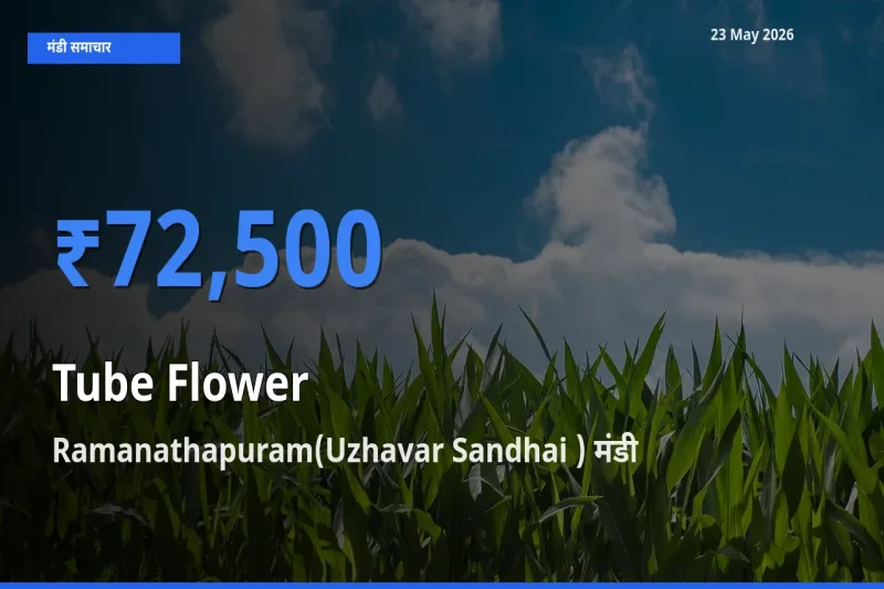 Ramanathapuram(Uzhavar Sandhai ) मंडी में आज रजनीगंधा के सबसे ऊँचे दाम दर्ज