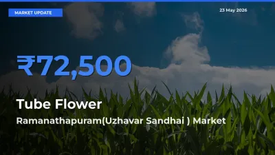 Ramanathapuram(Uzhavar Sandhai ) Offers ₹72,500 – Highest Tube Flower Rate Today