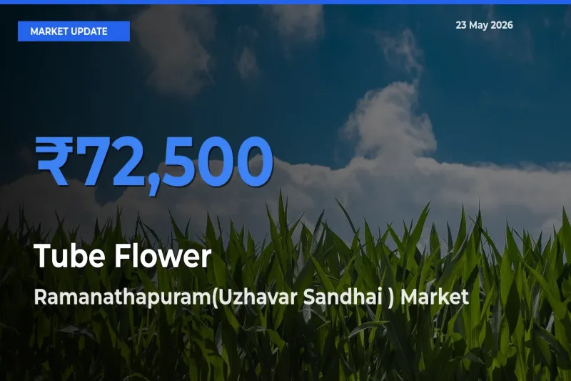 Ramanathapuram(Uzhavar Sandhai ) Offers ₹72,500 – Highest Tube Flower Rate Today