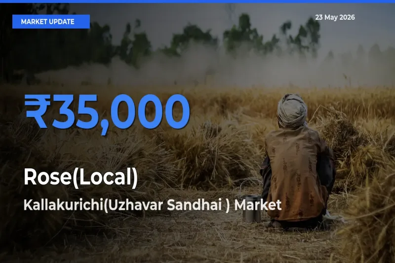 Kallakurichi(Uzhavar Sandhai ) Emerges as Top Mandi for Rose(Local) Prices Today