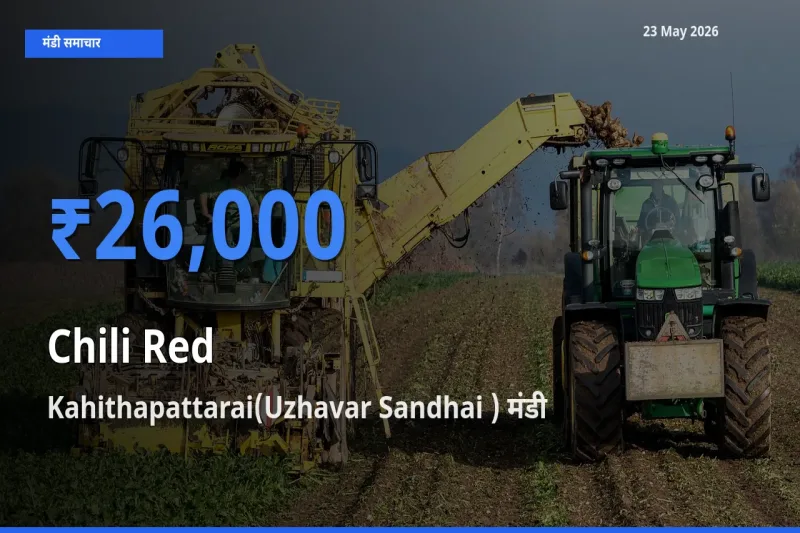 Kahithapattarai(Uzhavar Sandhai ) में लाल मिर्च का आज सबसे ऊँचा भाव