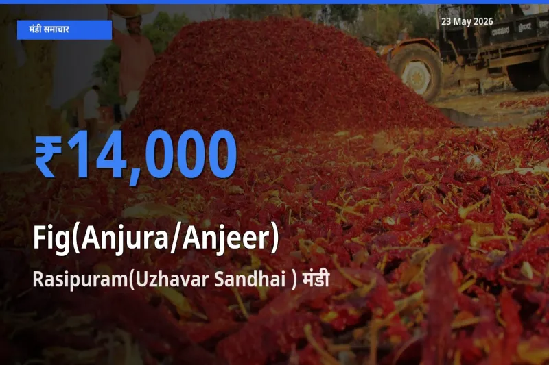 किसानों की पसंद बना Rasipuram(Uzhavar Sandhai ), अंजीर के सबसे अच्छे दाम