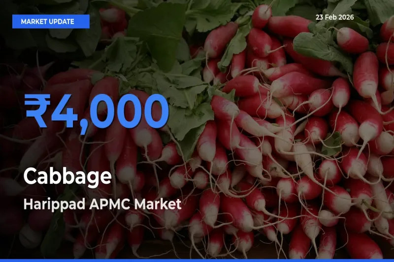 Harippad APMC Records Highest ₹4,000 Rate for Cabbage