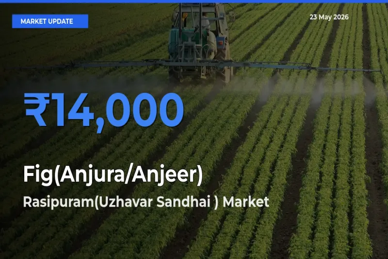 Farmers Prefer Rasipuram(Uzhavar Sandhai ) as Fig(Anjura/Anjeer) Hits Highest Rate