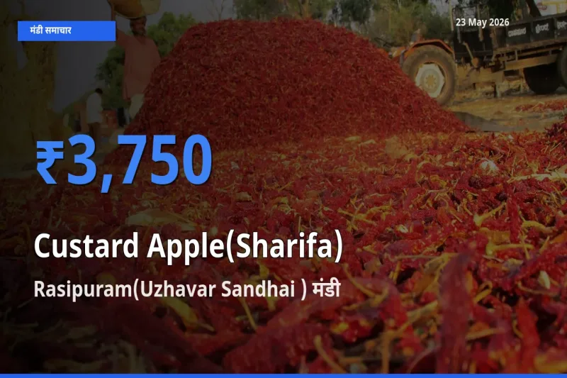 Rasipuram(Uzhavar Sandhai ) में शरीफा का आज सबसे ऊँचा भाव