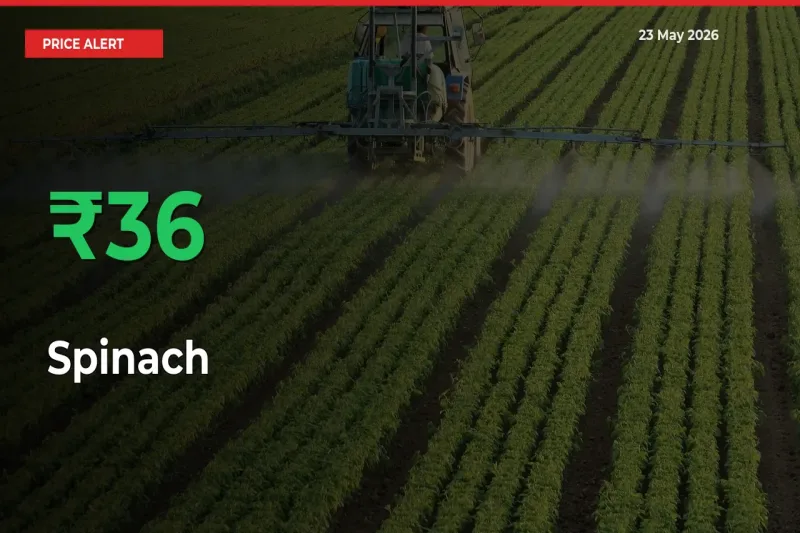 This Mandi Records 35.88% Jump in Spinach Prices