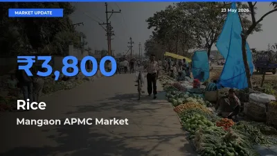 Mangaon APMC Offers ₹3,800 – Highest Rice Rate Today
