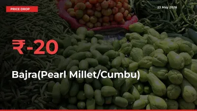 Sudden Shock! Bajra(Pearl Millet/Cumbu) Drops 20% in 24 Hours at Top Mandis