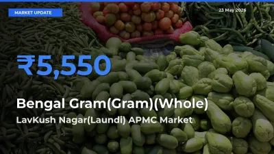 LavKush Nagar(Laundi) APMC Offers ₹5,550 – Highest Bengal Gram(Gram)(Whole) Rate Today