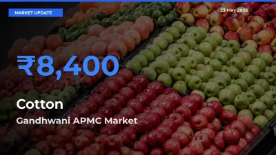 Market Watch: Gandhwani APMC Becomes Top Mandi for Cotton
