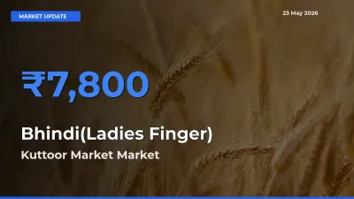 Top Performer! Kuttoor Market Offers Best Bhindi(Ladies Finger) Price Today