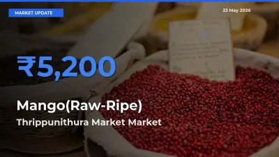 Thrippunithura Market Tops Mango(Raw-Ripe) Rates – May 23 Market Update