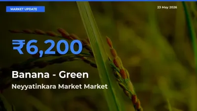 Neyyatinkara Market Offers ₹6,200 – Highest Banana - Green Rate Today