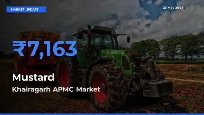 Khairagarh APMC Offers ₹7,163 – Highest Mustard Rate Today