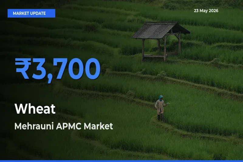 Wheat Mandi Rate Today: Mehrauni APMC Tops the List