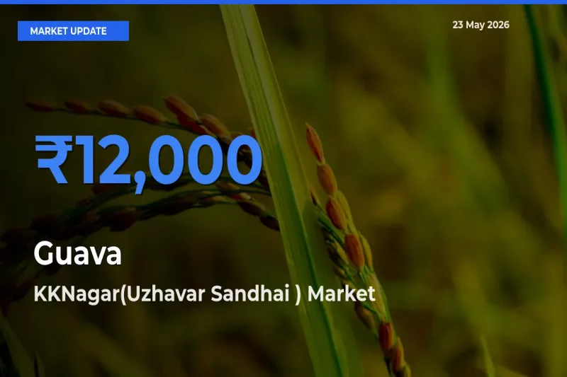 KKNagar(Uzhavar Sandhai ) Tops Guava Rates – May 23 Market Update