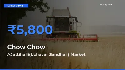 AJattihalli(Uzhavar Sandhai ) Emerges as Top Mandi for Chow Chow Prices Today