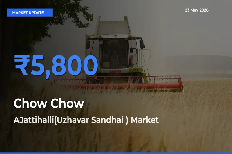 AJattihalli(Uzhavar Sandhai ) Emerges as Top Mandi for Chow Chow Prices Today