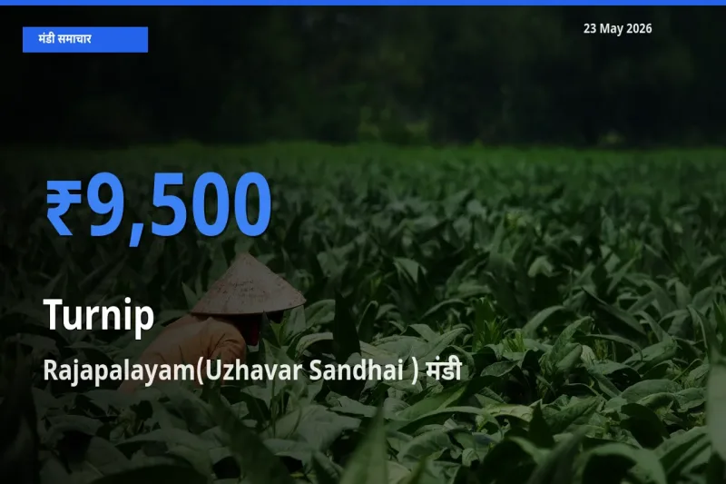 बाज़ार संकेत: Rajapalayam(Uzhavar Sandhai ) बना शलजम के लिए आज की टॉप मंडी