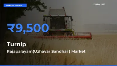 Rajapalayam(Uzhavar Sandhai ) Tops Turnip Rates – May 23 Market Update