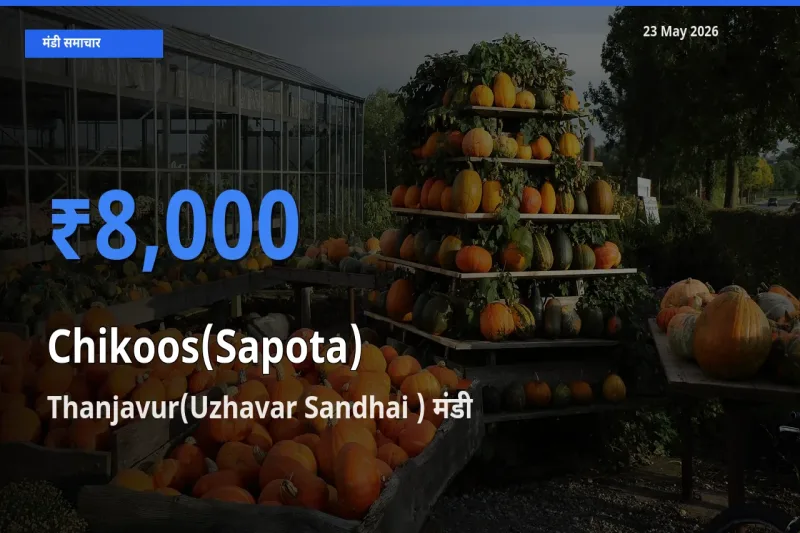 टॉप मंडी बना Thanjavur(Uzhavar Sandhai )! चीकू के सबसे ऊँचे दाम यहीं दर्ज