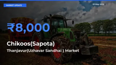Farmers Prefer Thanjavur(Uzhavar Sandhai ) as Chikoos(Sapota) Hits Highest Rate