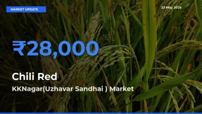 KKNagar(Uzhavar Sandhai ) Records Highest ₹28,000 Rate for Chili Red