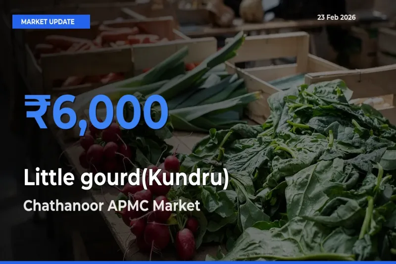 Chathanoor APMC Tops Little gourd(Kundru) Rates – February 23 Market Update