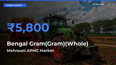 Mehrauni APMC Tops Bengal Gram(Gram)(Whole) Mandi Rates Today