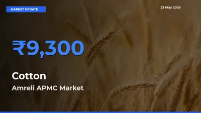 Amreli APMC Tops Cotton Rates – May 23 Market Update