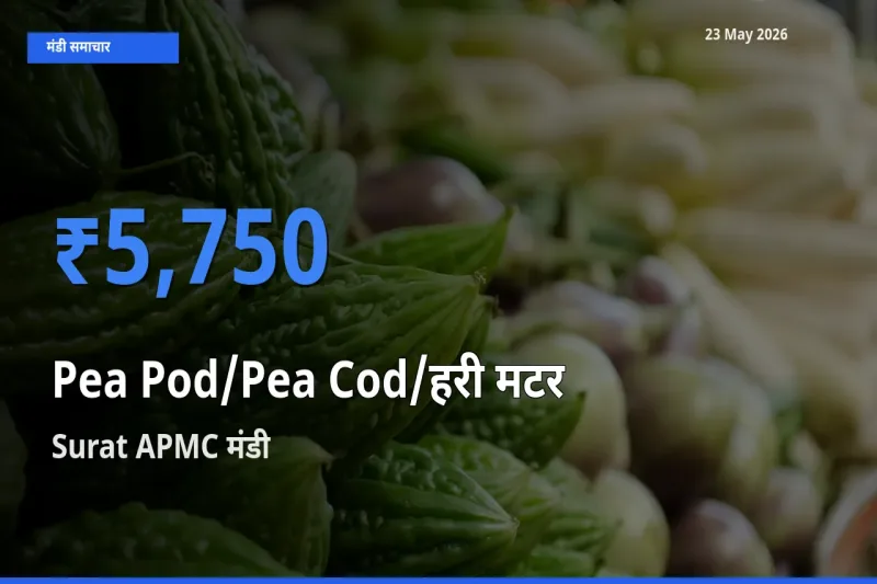 Surat APMC मंडी में मटर की फली ₹5,750 पर पहुँचा – आज का सर्वोच्च भाव
