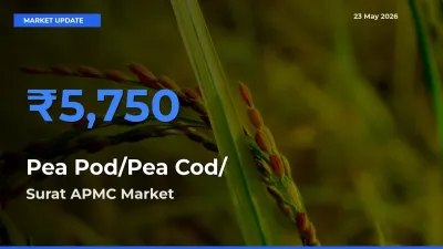 Farmers Prefer Surat APMC as Pea Pod/Pea Cod/हरी मटर Hits Highest Rate
