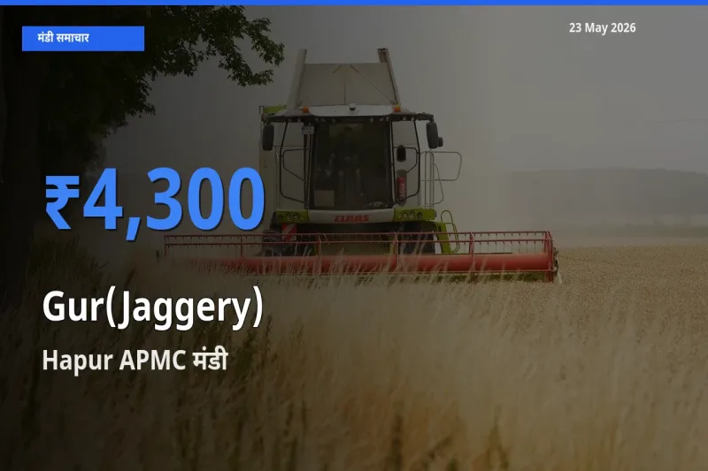 Hapur APMC में गुड़ का आज सबसे ऊँचा भाव