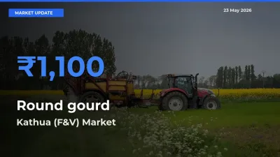 Market Watch: Kathua (F&V) Becomes Top Mandi for Round gourd