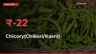 Sudden Shock! Chicory(Chikori/Kasni) Drops 21.97% in 24 Hours at Top Mandis