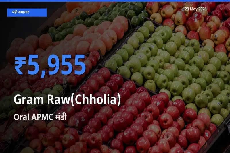 आज हरा चना (छोलिया) के सबसे ज़्यादा दाम Orai APMC मंडी में दर्ज