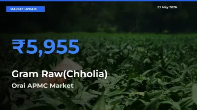 Orai APMC Emerges as Top Mandi for Gram Raw(Chholia) Prices Today