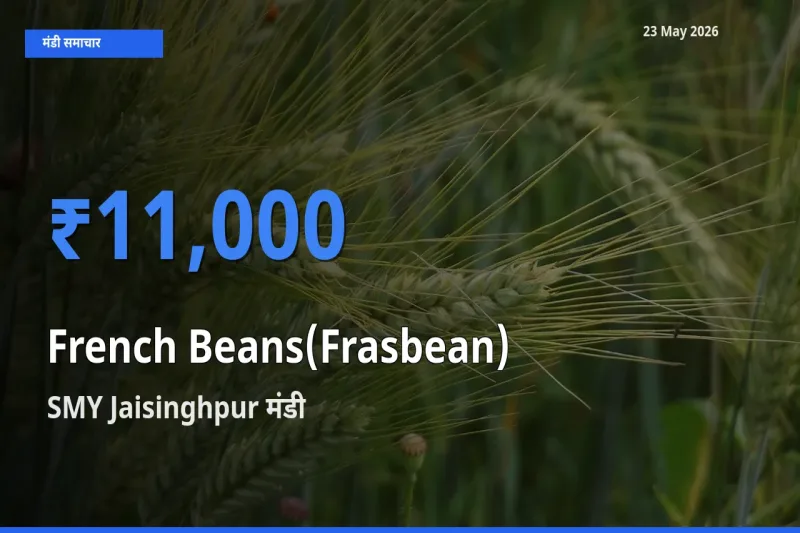 आज फ़्रेंच बीन्स (फ़्रासबीन) के सबसे ज़्यादा दाम SMY Jaisinghpur मंडी में दर्ज