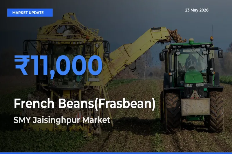 Top Performer! SMY Jaisinghpur Offers Best French Beans(Frasbean) Price Today