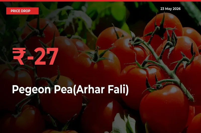 Sudden Shock! Pegeon Pea(Arhar Fali) Drops 26.81% in 24 Hours at Top Mandis