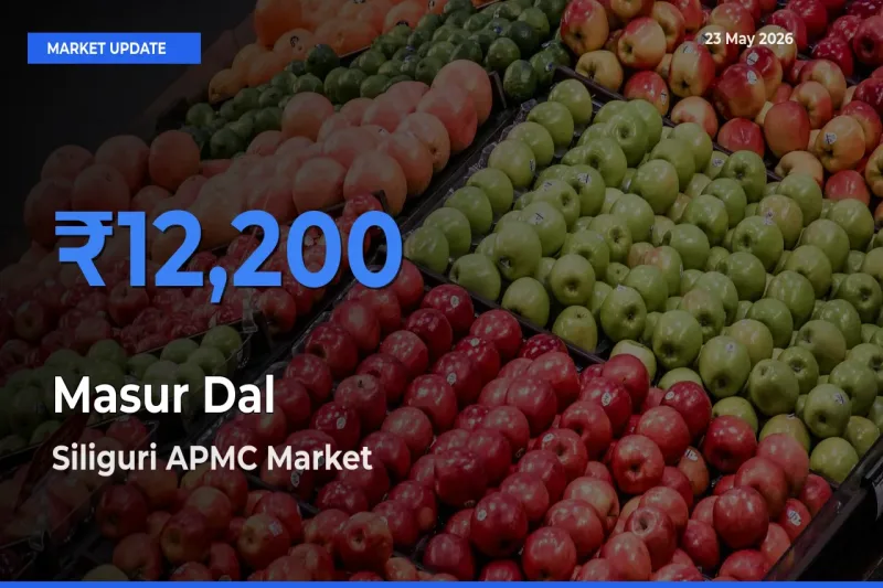 Masur Dal Mandi Rate Today: Siliguri APMC Tops the List