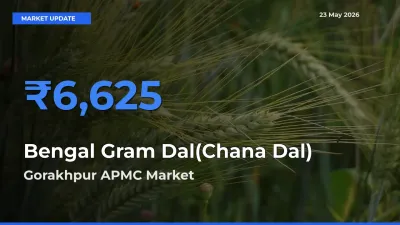 Farmers Prefer Gorakhpur APMC as Bengal Gram Dal(Chana Dal) Hits Highest Rate