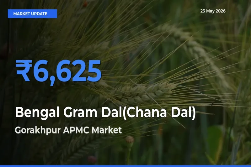 Farmers Prefer Gorakhpur APMC as Bengal Gram Dal(Chana Dal) Hits Highest Rate