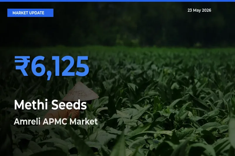 Market Watch: Amreli APMC Becomes Top Mandi for Methi Seeds