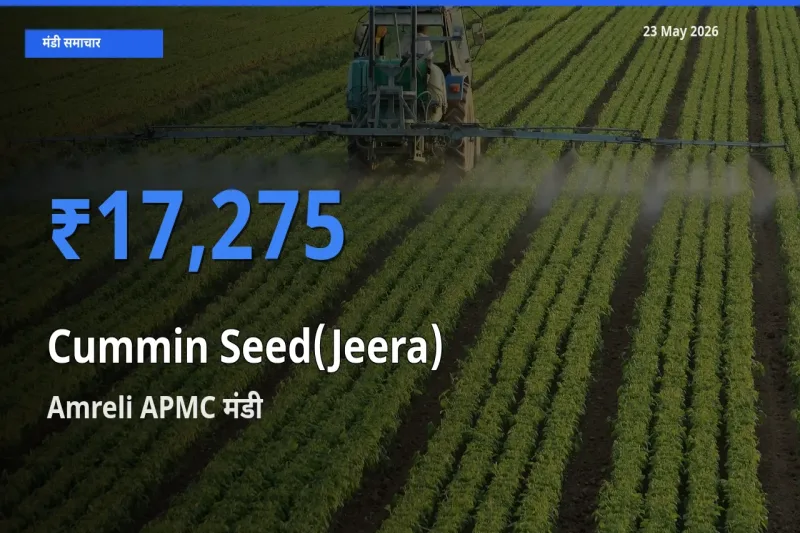 Amreli APMC मंडी में जीरा ₹17,275 पर पहुँचा – आज का सर्वोच्च भाव
