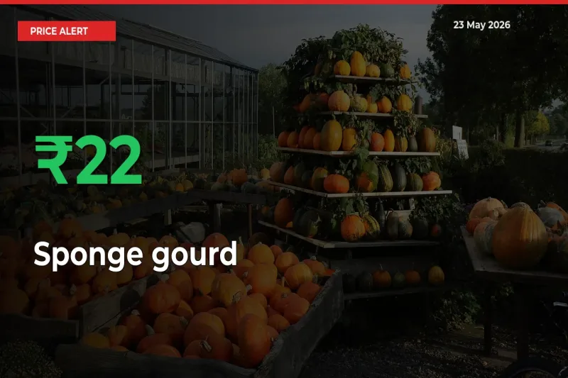 Sponge gourd Rises 22.33% at Mandis