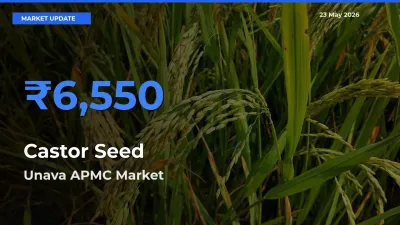 Unava APMC Emerges as Top Mandi for Castor Seed Prices Today