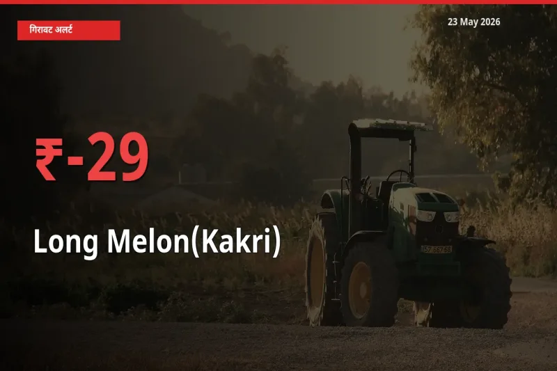 ककड़ी 28.57% गिरा, मंडी