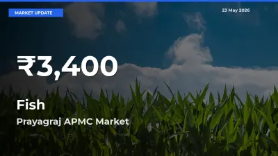 Fish Prices Touch 30-Day Low in Prayagraj APMC – May 23 Update
